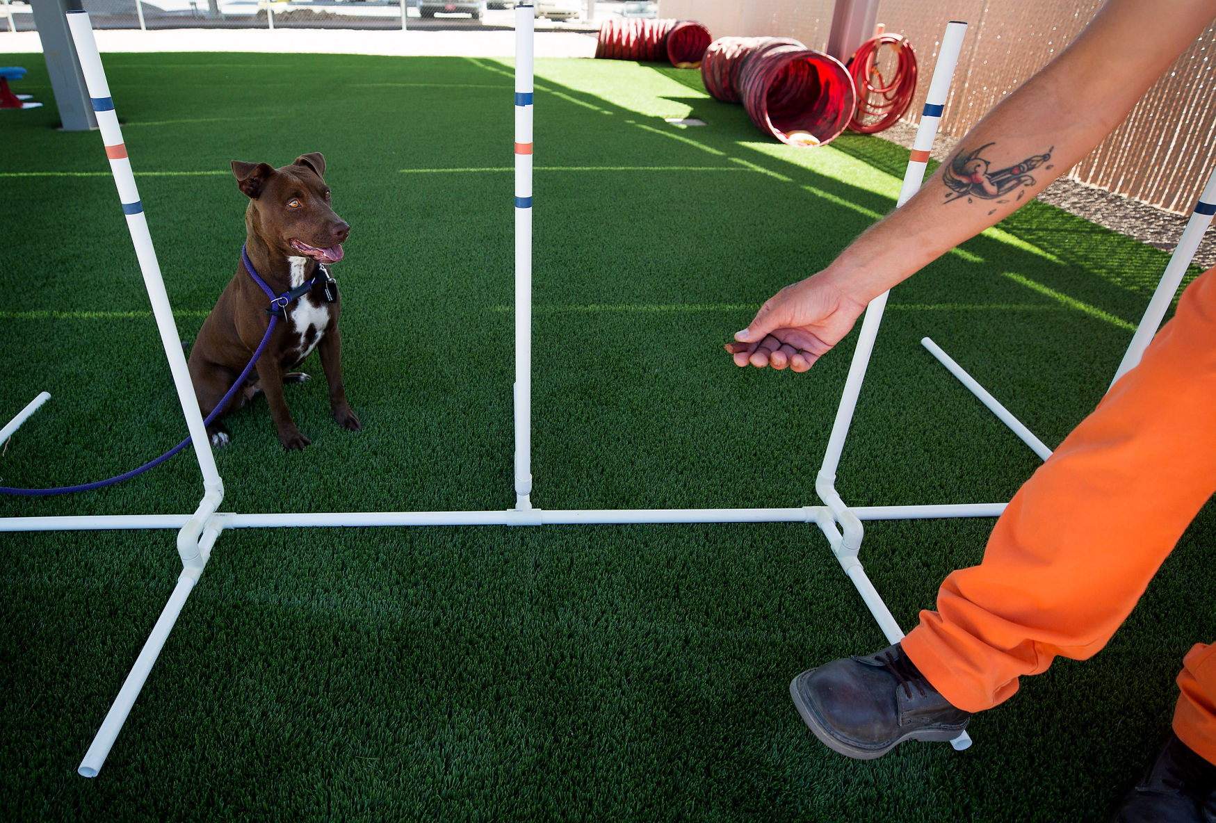 DOC dog trainers